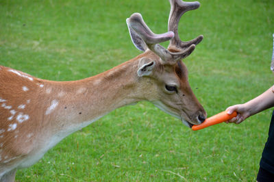 Deer on field