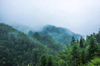 Trees in forest against sky