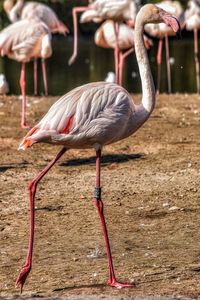 The greater flamingo