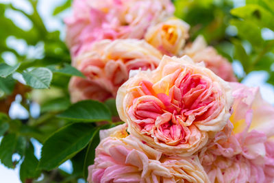 Close-up of pink flowering plant