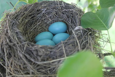 High angle view of eggs in nest