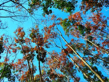 Low angle view of trees against sky