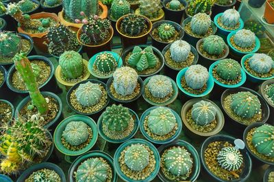 Full frame shot of succulent plants at store