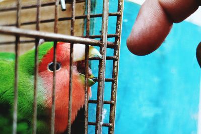 Cropped hand of person by parrot in cage