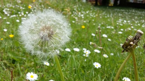 Close-up of dandelion blooming in field