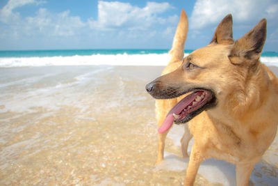 Close-up of dog on beach against sky