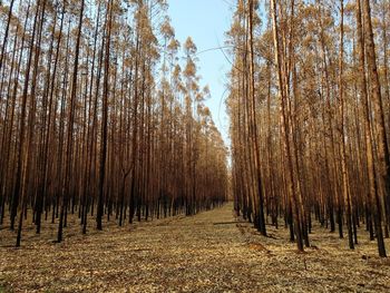 Trees in forest