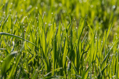 Close-up of wet grass on field