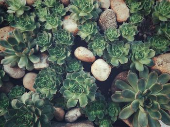 High angle view of succulent plants