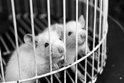 Close-up of cat in cage