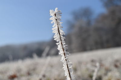 Close-up of frozen plant on field