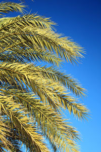 Low angle view of plants against clear blue sky