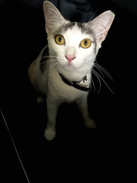 Close-up portrait of cat against black background