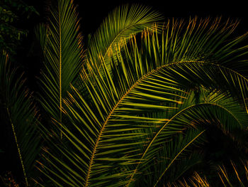 Close-up of leaves