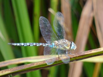 Close-up of dragonfly on plant