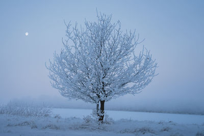 Snow covered tree on field against sky during winter