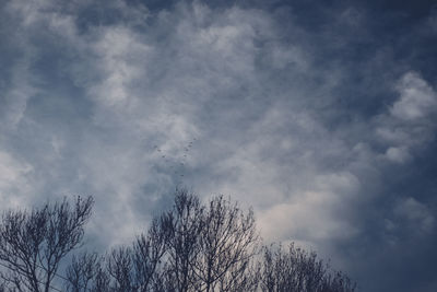 Low angle view of trees against sky