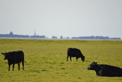 Horses grazing in a field