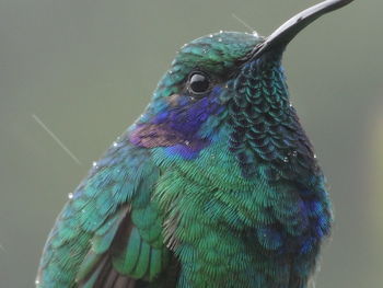 Close-up of peacock