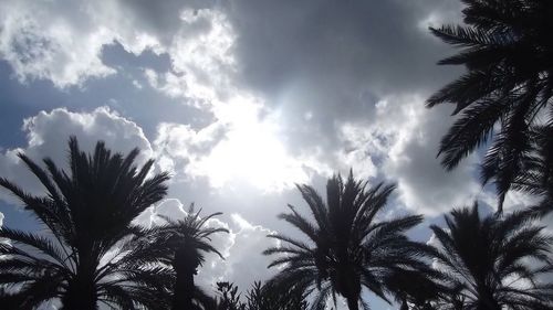 Low angle view of palm trees against cloudy sky