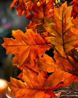 Close-up of maple leaves during autumn