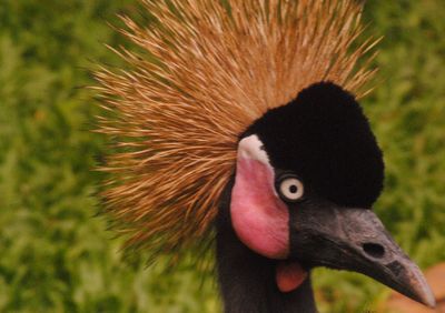 Close-up of a bird