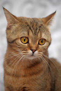 Close-up portrait of a cat