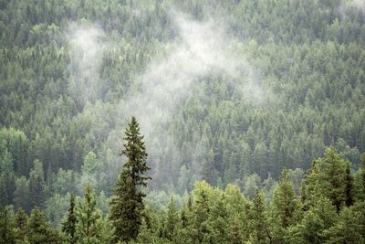 Panoramic view of pine trees in forest