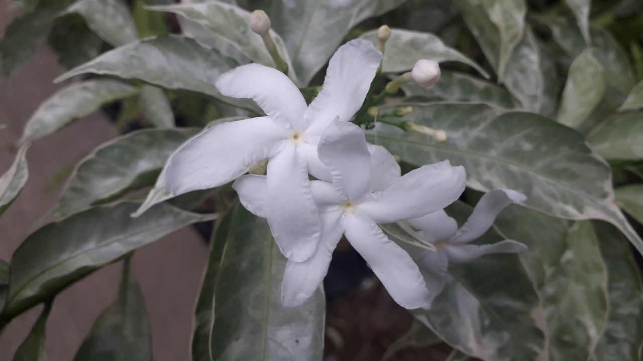 CLOSE-UP OF WHITE ROSE FLOWERING PLANT