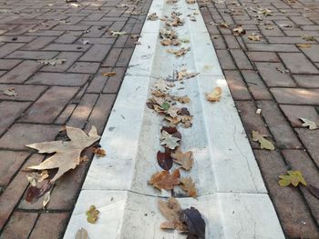 High angle view of dry leaves on sidewalk