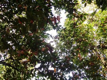 Low angle view of trees