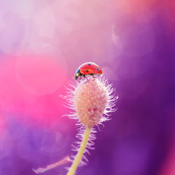 Close-up of ladybug on pink flower