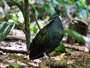 bird