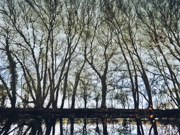 Low angle view of bare trees in forest against sky