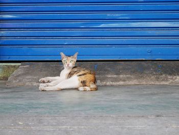 Portrait of cat resting on footpath