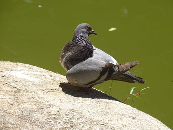 Close-up of bird perching on rock by lake