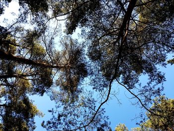 Low angle view of trees against sky