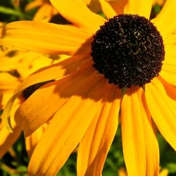 Close-up of yellow flower