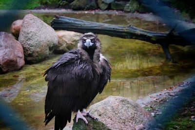 Bird perching on rock