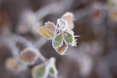 Close-up of frost on plant during winter