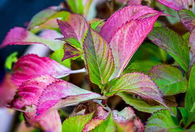 Close-up of pink leaves on plant