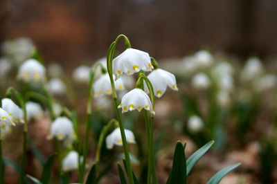 Close-up of white flowers blooming outdoors