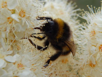 Close-up of bumblebee on white flowers