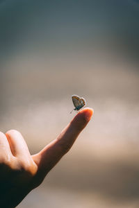 Close-up of hand holding butterfly against sky