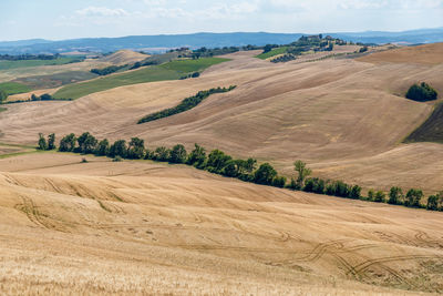 Agricultural panoramic view of asciano area during harvest time, siena province, tuscany, italy