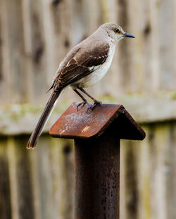 Close-up of bird perching on wooden post