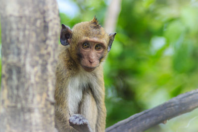 Portrait of monkey sitting on tree