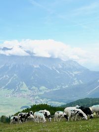 Cows grazing on field against sky