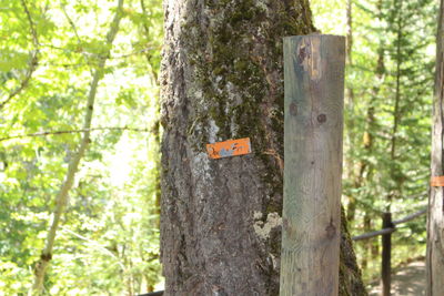 Close-up of a tree trunk in the forest