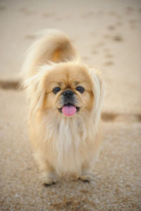 Portrait of dog sticking out tongue